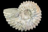 Bumpy Douvilleiceras Ammonite - Madagascar #79109-1